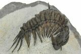 Crotalocephalus (“Cyrtometopus”) Trilobite - Scarce Species #241212-2
